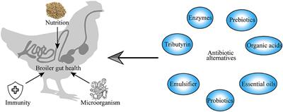 Progress on Gut Health Maintenance and Antibiotic Alternatives in Broiler Chicken Production